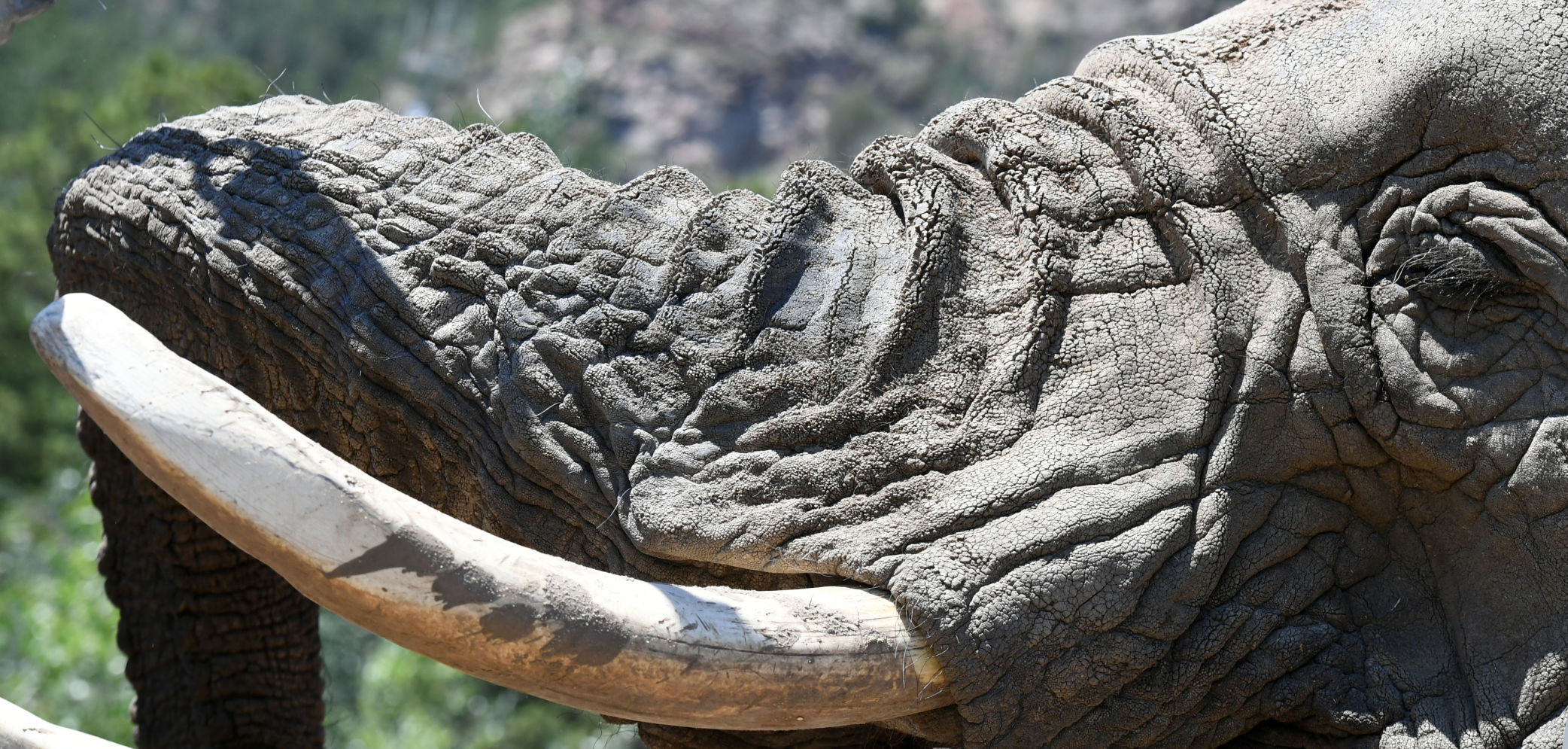 070119-news-elephant 16.JPG